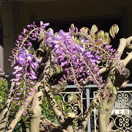 Oda ve Kahvaltı Bed&garden